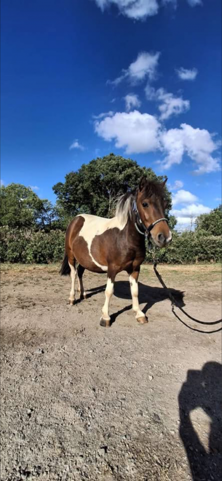 Ponette de 7 ans 