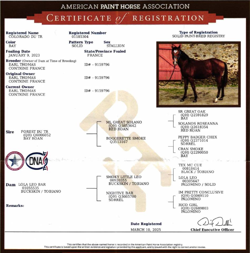 Hongre Paint Horse APHA &mdash; Colorado du TR (3 ans)