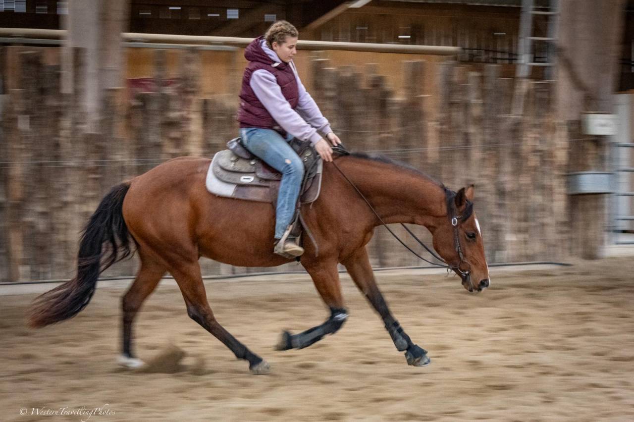Hongre Paint Horse APHA &mdash; Colorado du TR (3 ans)
