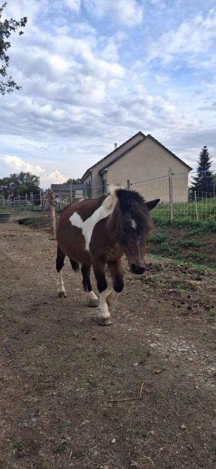 Ponette de 13 ans 