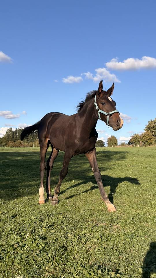 Poulain poney fran&ccedil;ais de selle X Arabe 