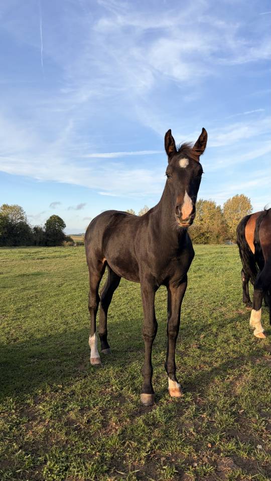 Poulain poney fran&ccedil;ais de selle X Arabe 