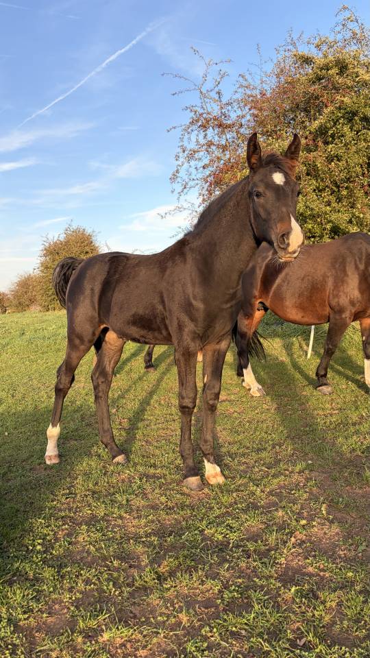 Poulain poney fran&ccedil;ais de selle X Arabe 