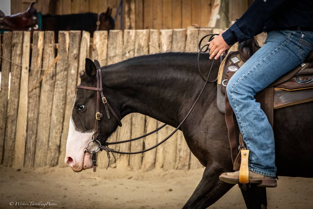 Jument Paint Horse APHA &mdash; TR HOLLY PEPPY SAN (2 ans)