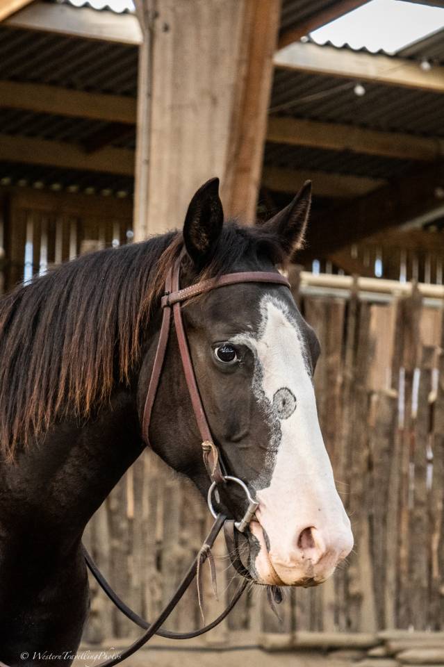 Jument Paint Horse APHA &mdash; TR HOLLY PEPPY SAN (2 ans)