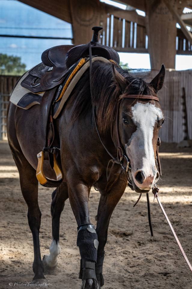 Jument Quarter Horse AQHA &mdash; TR MENDY GREAT BUENO (3 ans