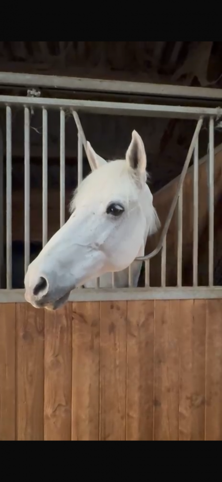 poney ma&icirc;tre d&rsquo;&eacute;cole cso as