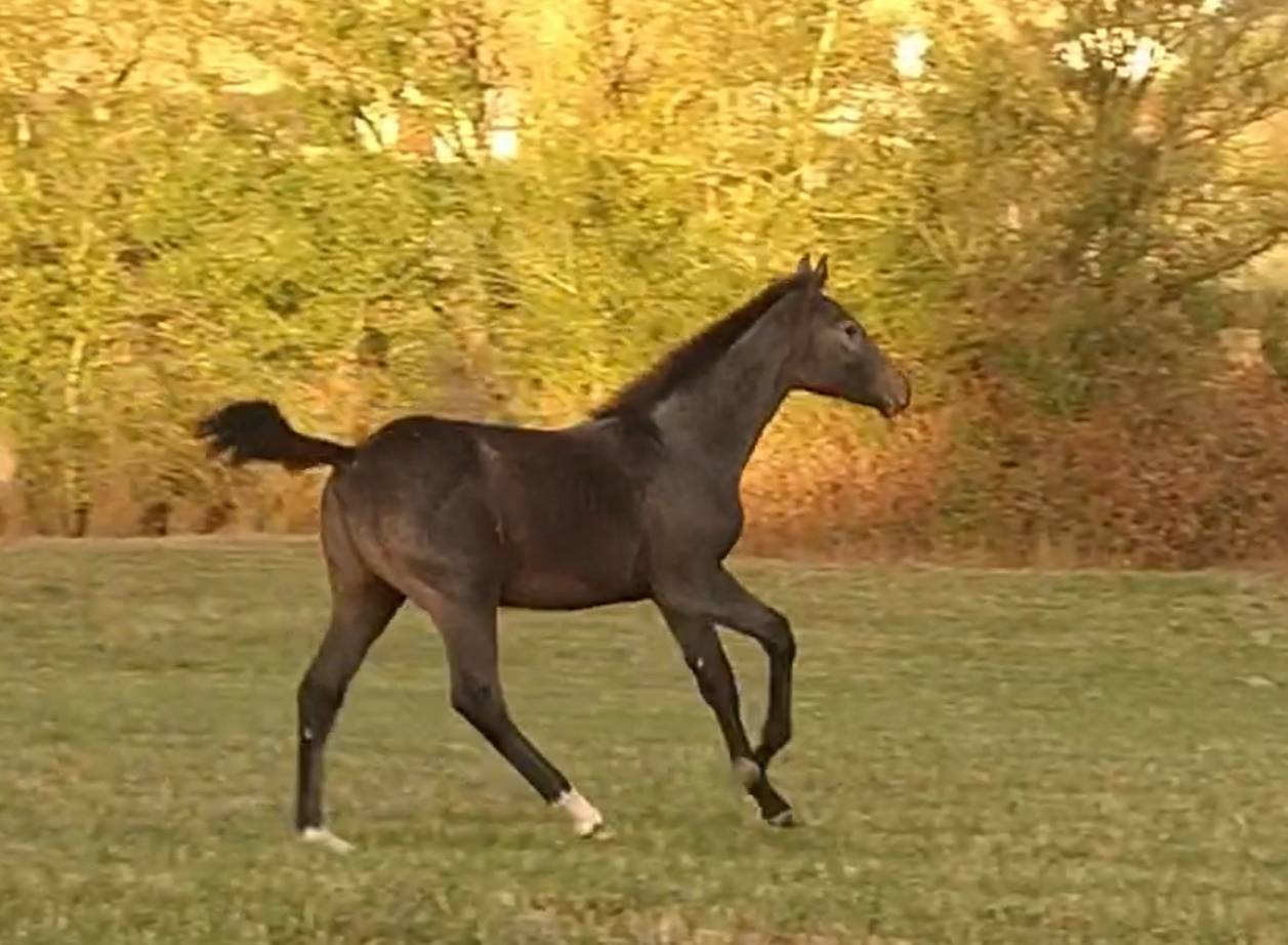 Foal m&acirc;le orient&eacute; CCE CSO