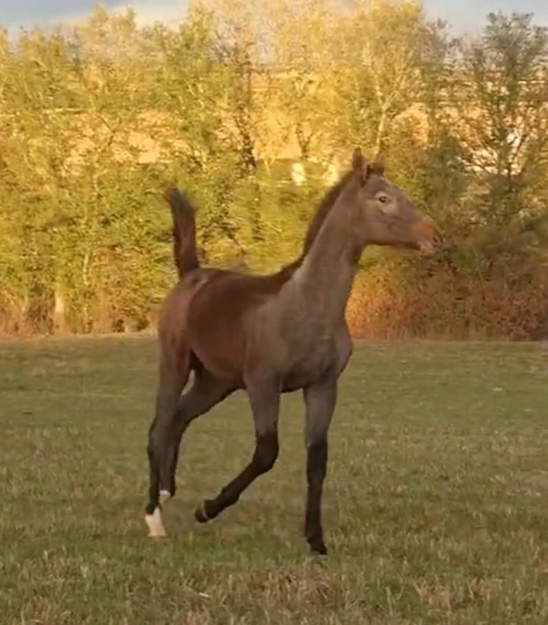 Foal m&acirc;le orient&eacute; CCE CSO