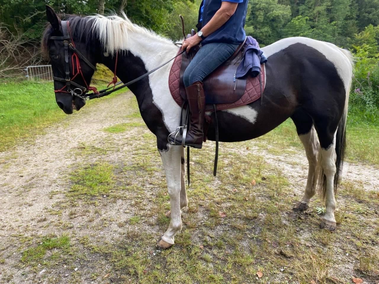 Hongre Pinto 6 ans 1,56m