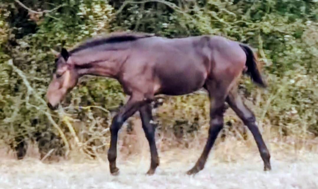 Foal m&acirc;le famille performer CSO