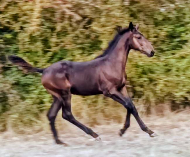 Foal m&acirc;le famille performer CSO