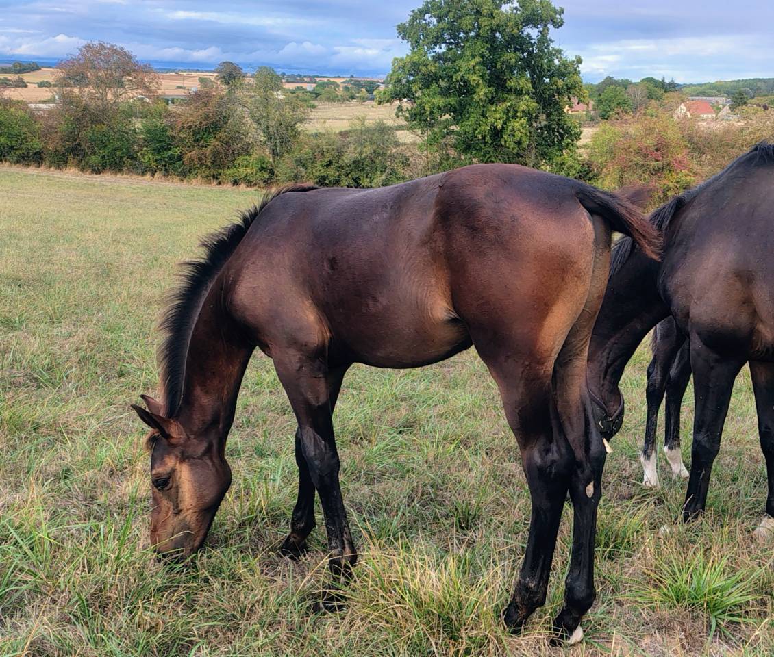 Foal m&acirc;le famille performer CSO