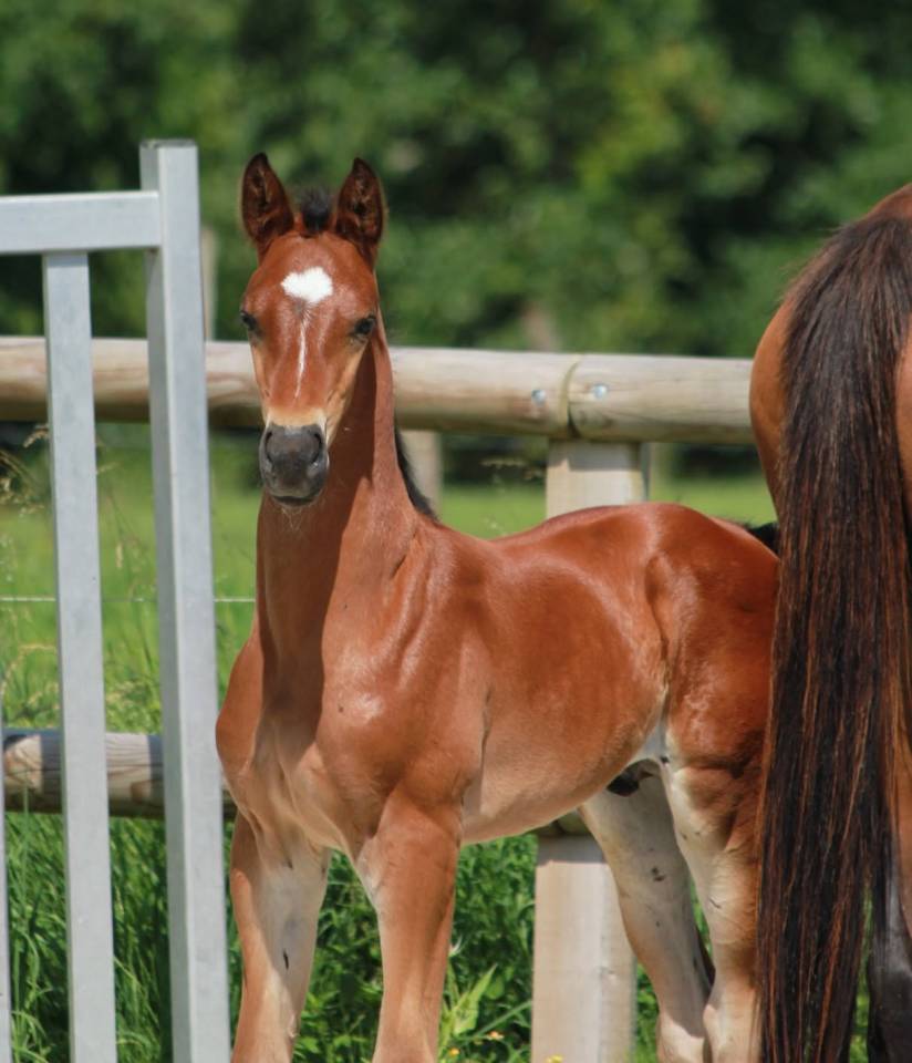  ? &Agrave; LA RECHERCHE DE VOTRE FUTUR CHEVAL DE SPORT ?