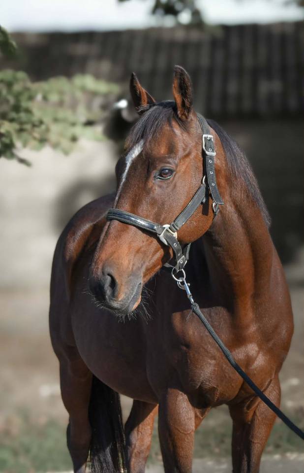 CHEVAL PS 9 ANS 1M66