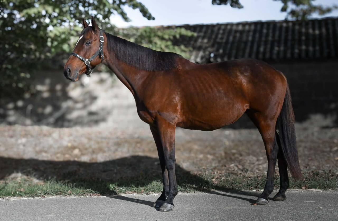 CHEVAL PS 9 ANS 1M66