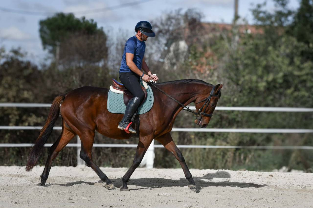 CHEVAL PS 9 ANS 1M66