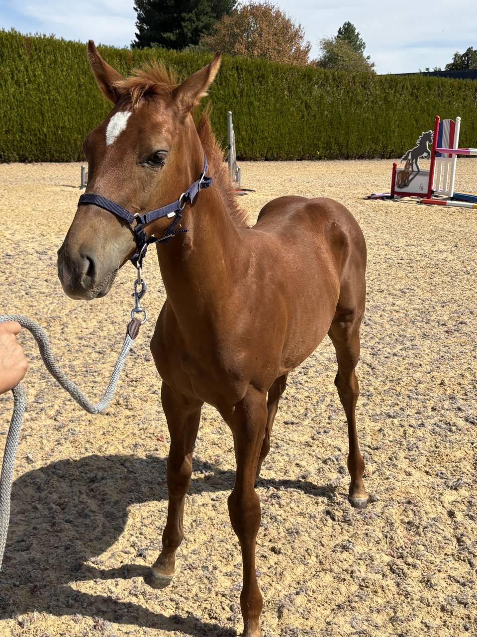 Poulain SF par Vagabond de la Pomme