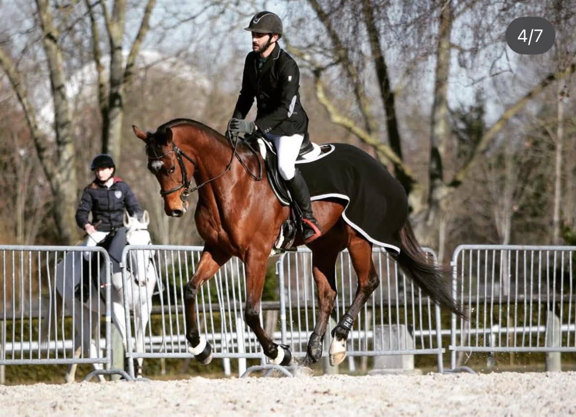 CHEVAL PS 8 ANS 1M65