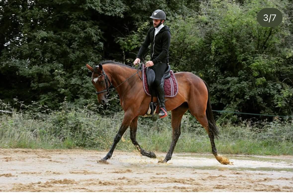 CHEVAL PS 8 ANS 1M65