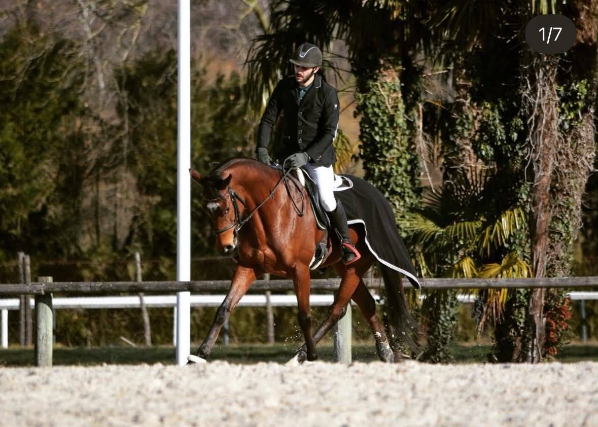 CHEVAL PS 8 ANS 1M65