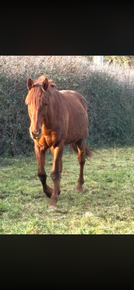 Cheval de randonn&eacute;e 