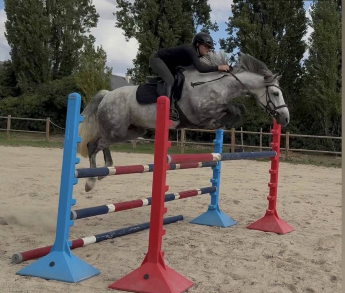  Cheval CSO / CCE / Dressage
