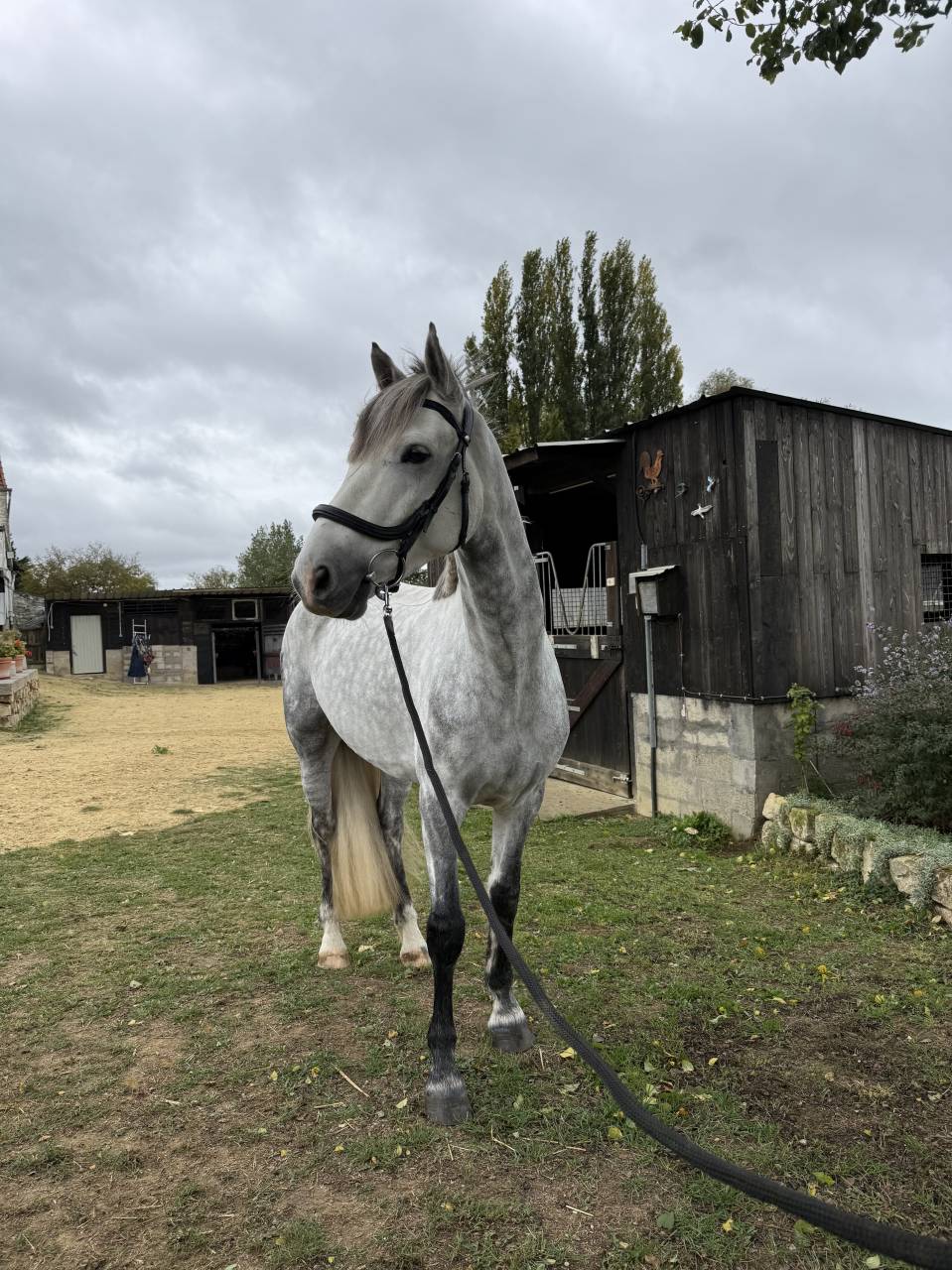  Cheval CSO / CCE / Dressage