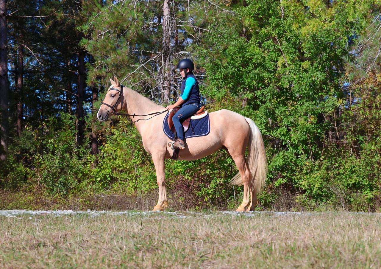 Solf&egrave;ge ▫️ Jument Espagnole palomino 