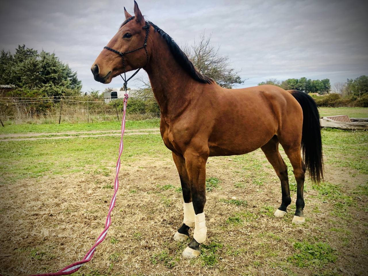 Cheval SF 9ans Cso