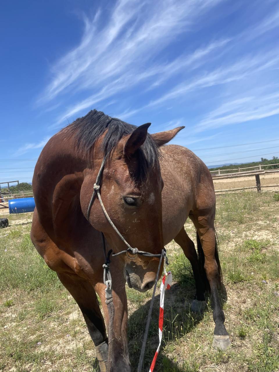 Cheval SF 9ans Cso