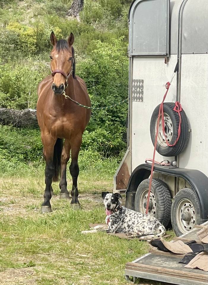 Cheval SF 9ans Cso