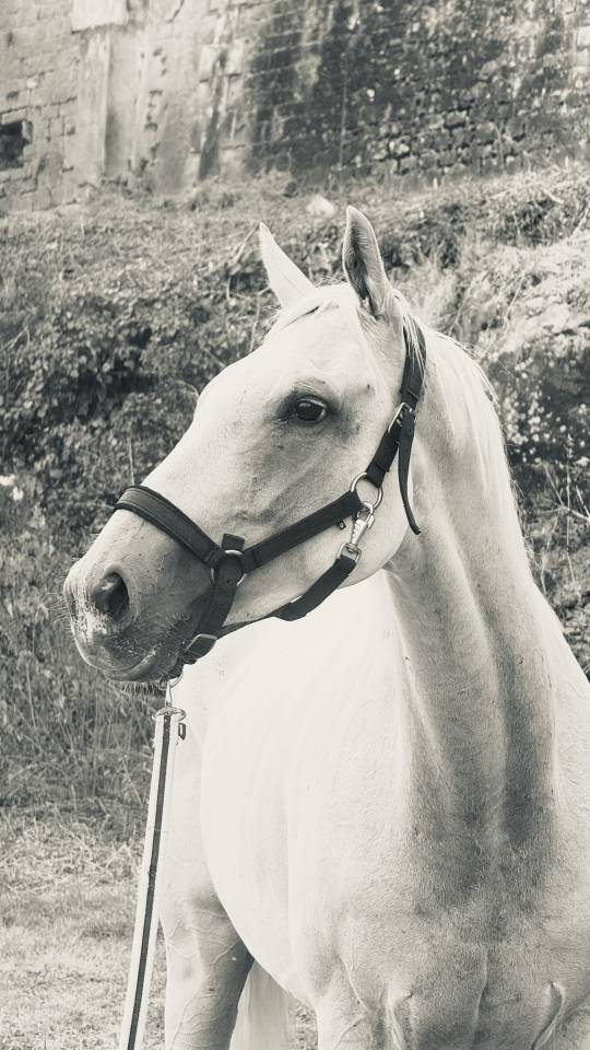 Cheval ps 7 ans 