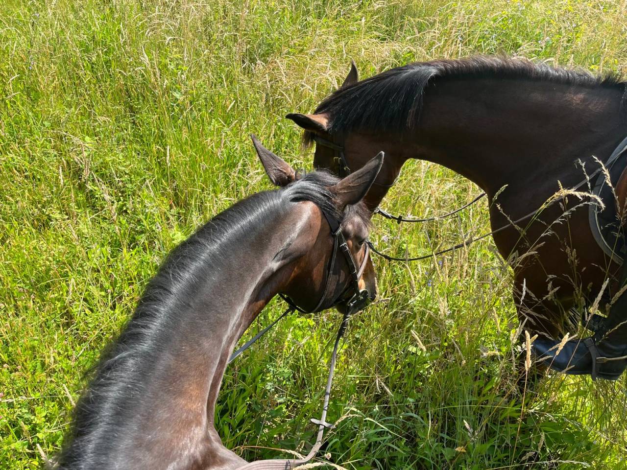 Jument de CSO de 9 ans