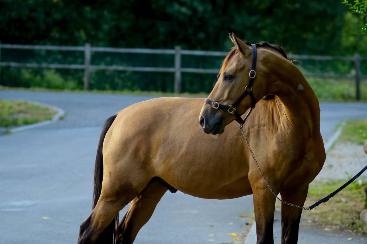 Hongre - OC - 5 ans - Dressage / CSO / Hunter - France