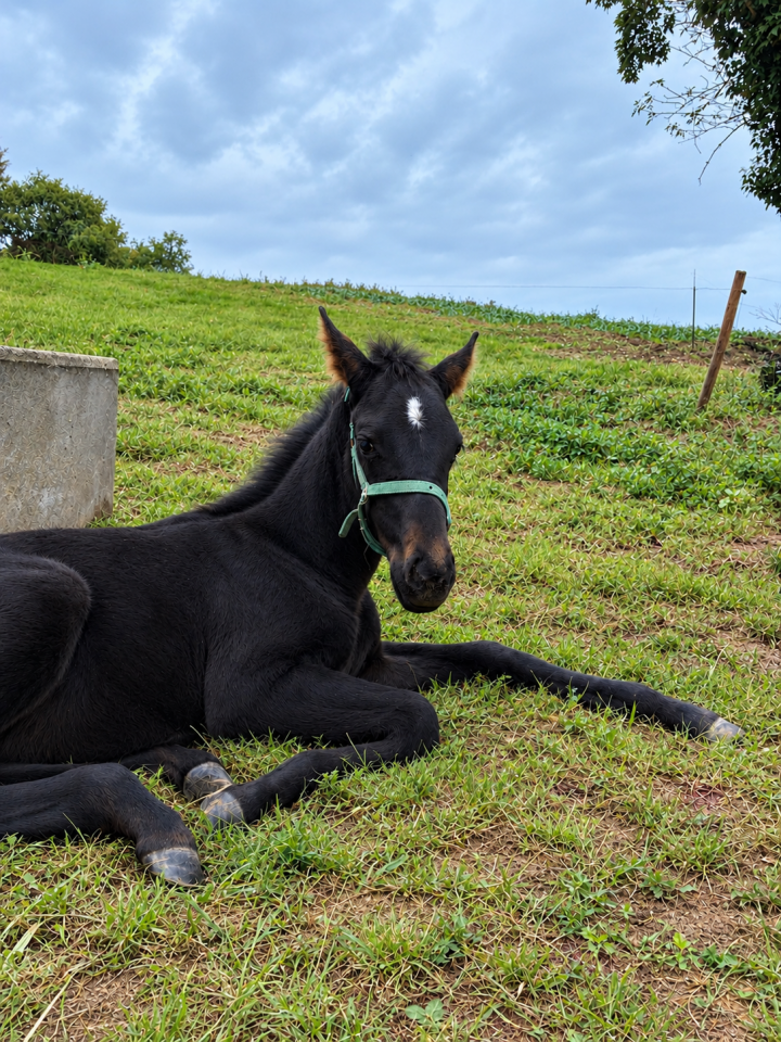 Pouliche 