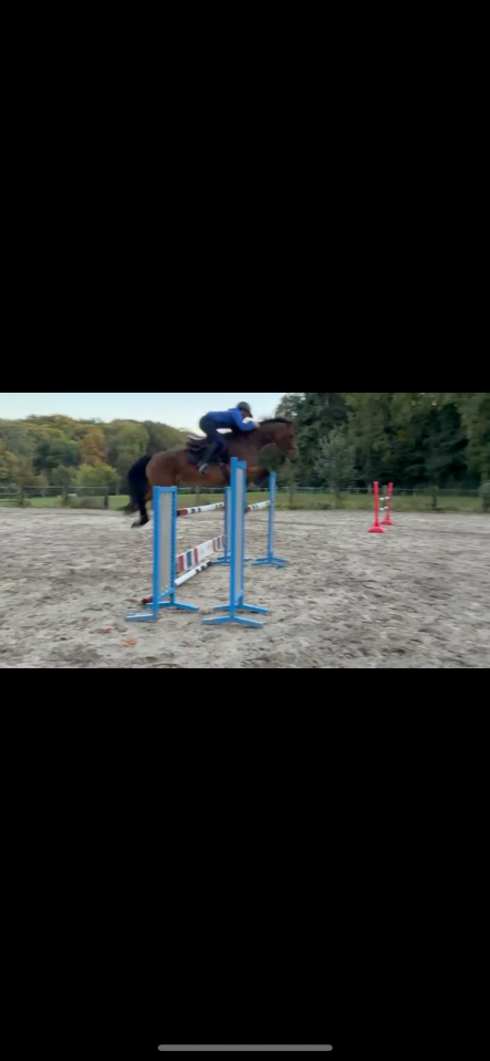 Jument Z CSO 7 ans 