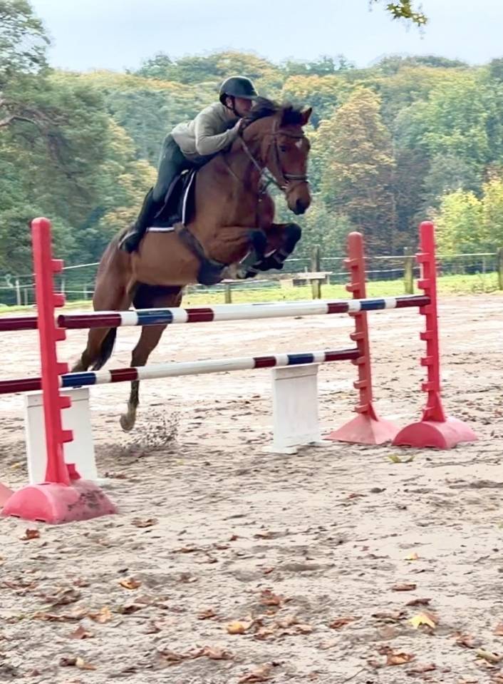 Jument Z CSO 7 ans 