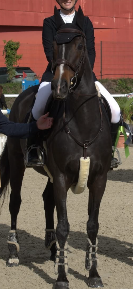 Jument de sport, SF, CSO