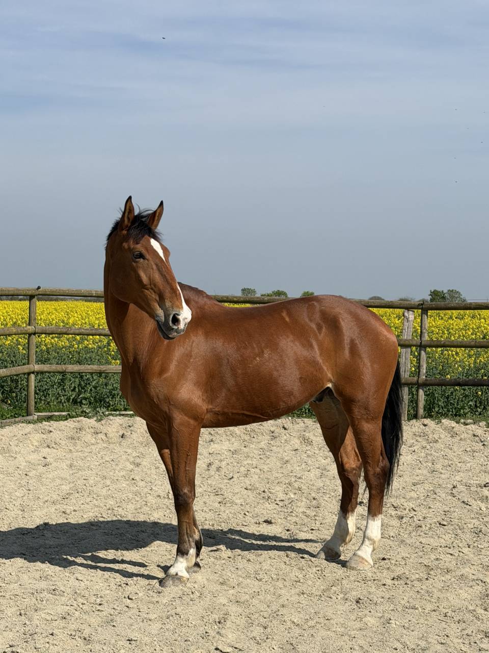 Cheval de loisir 