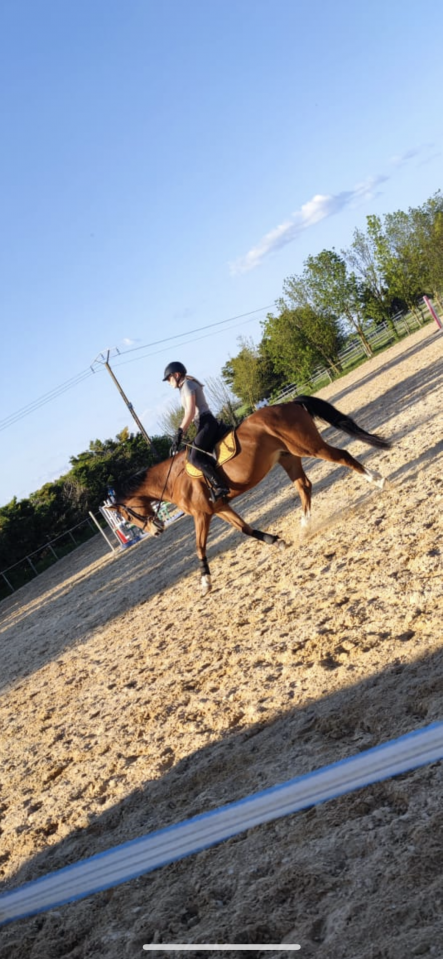 Cheval de loisir 