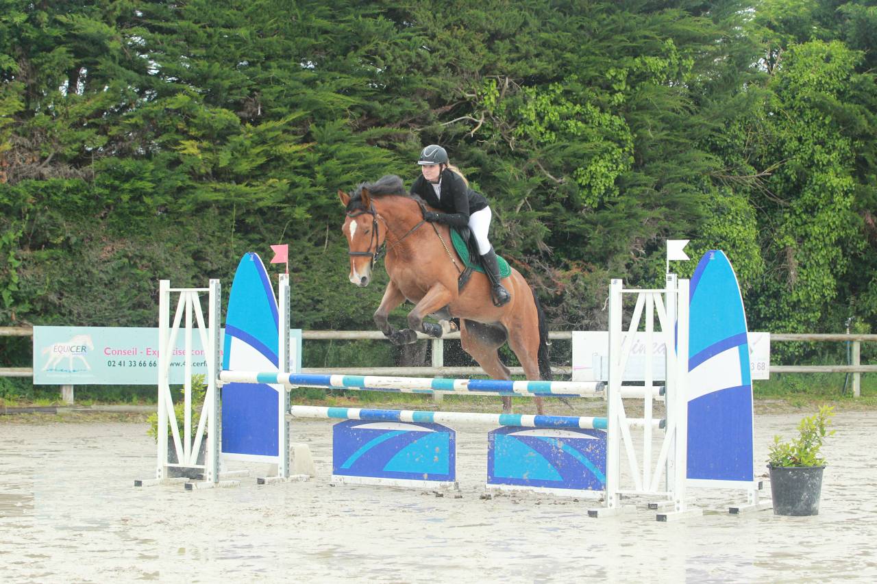 Cheval de loisir 