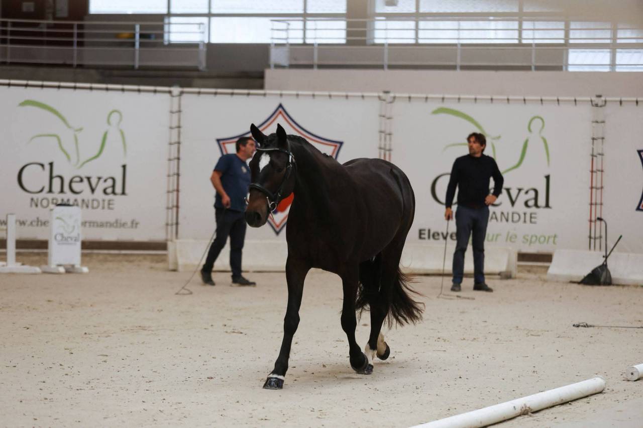 Hongre pfs de 3 ans