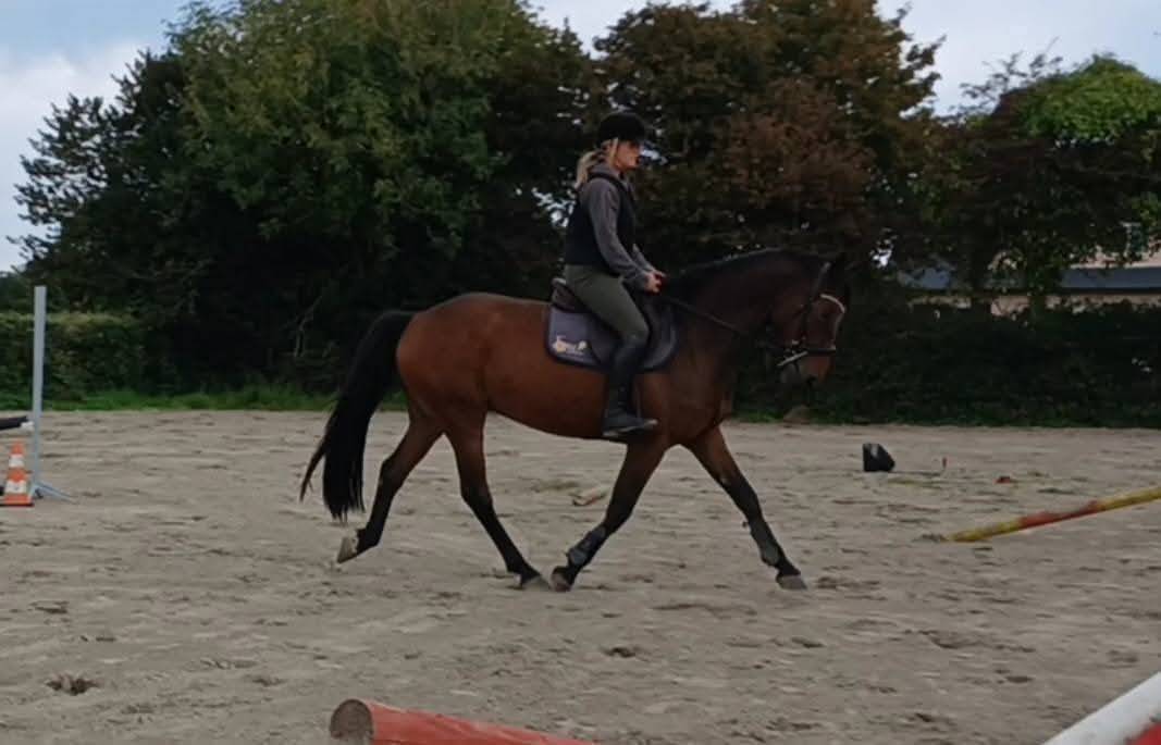 Bel Hongre 1m61 de 5 ans 