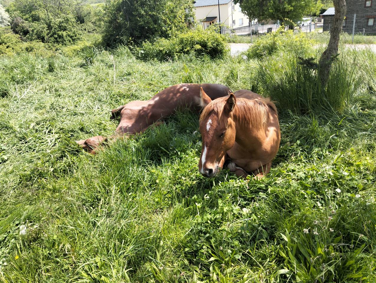 jeune m&acirc;le de 1 ans Demi-lourd