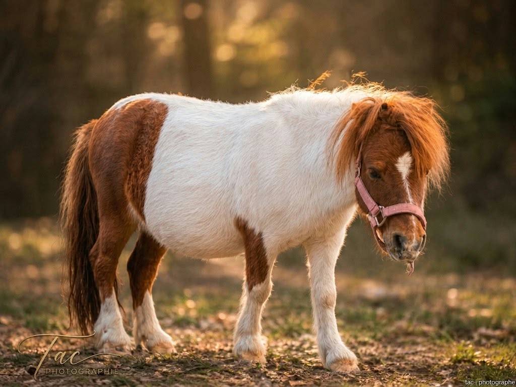 Confiage mini shetland 