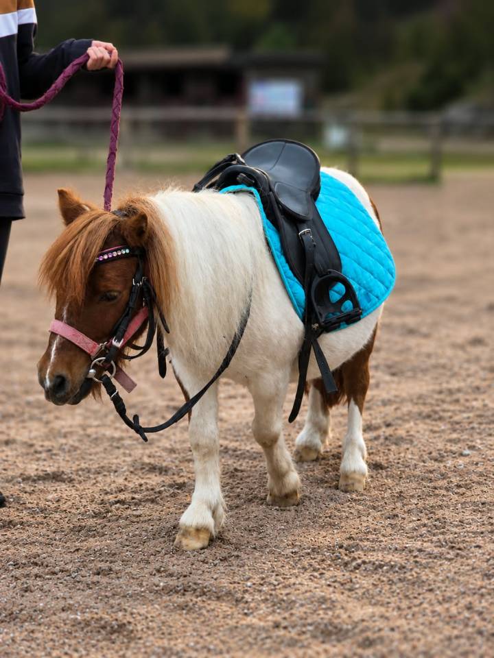 Confiage mini shetland 