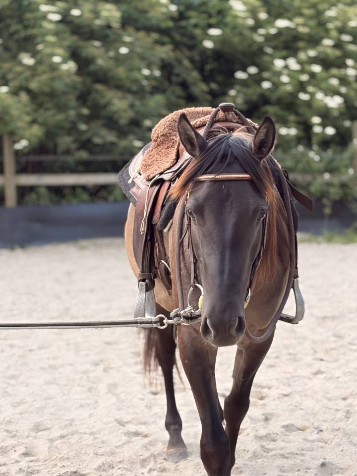 Saillie Quarter Horse Grullo 90% NFQHA