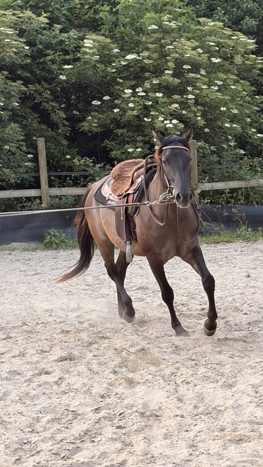 Saillie Quarter Horse Grullo 90% NFQHA