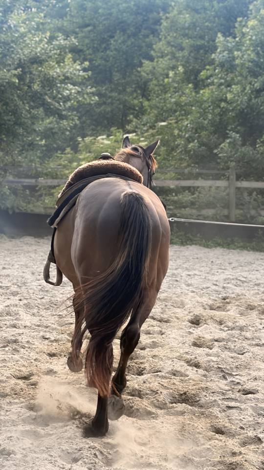 Saillie Quarter Horse Grullo 90% NFQHA